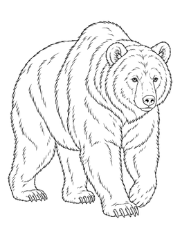 Detailed bear coloring page showing a realistic grizzly bear walking forward.