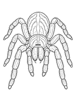 A detailed tarantula fills this spider coloring page with hairy legs and sharp fangs.