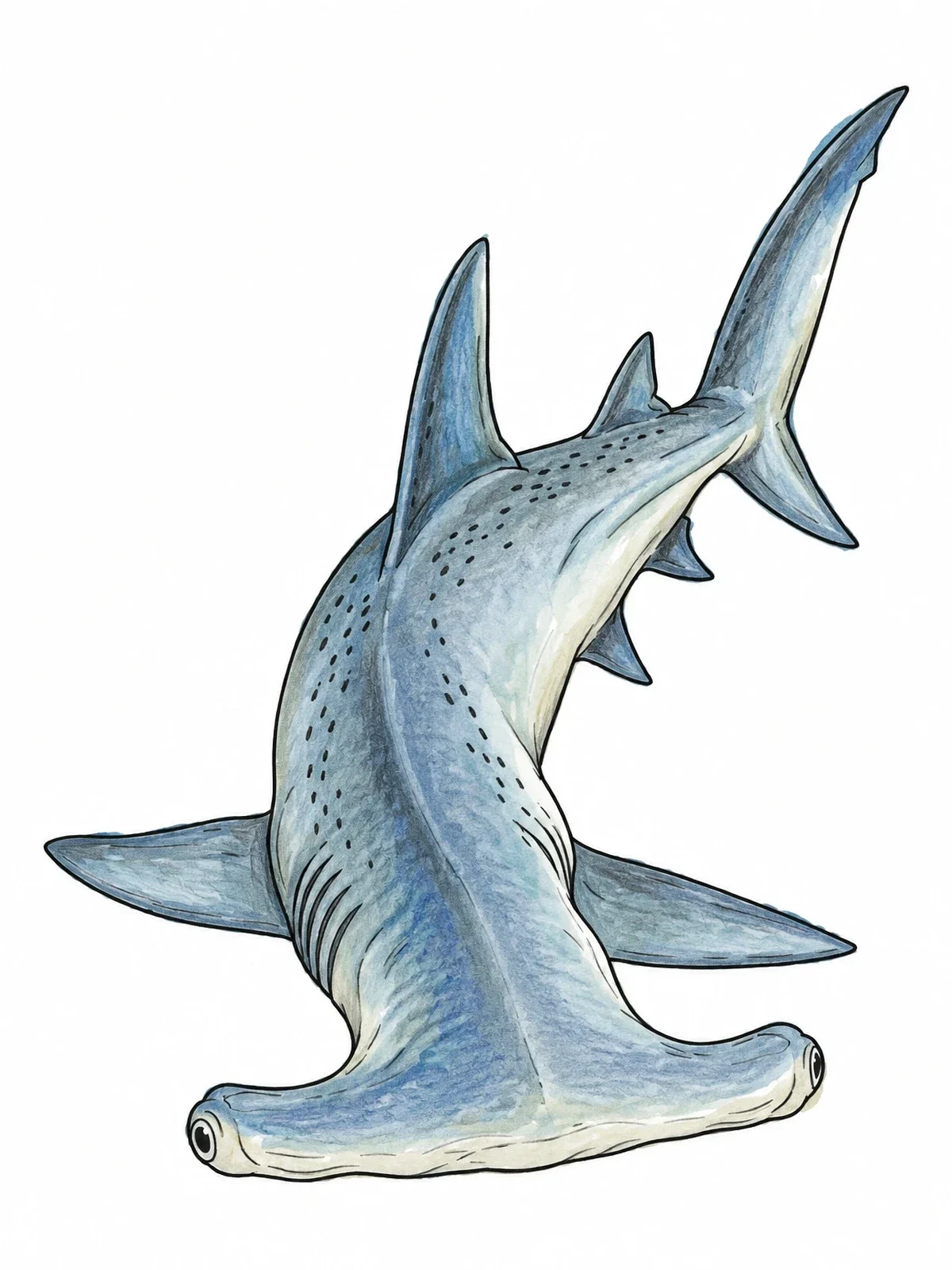 Colored example of the Realistic Hammerhead Shark Swimming Upward coloring page