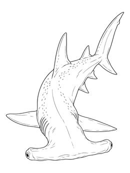A detailed hammerhead shark coloring page showing the predator curving gracefully through water.