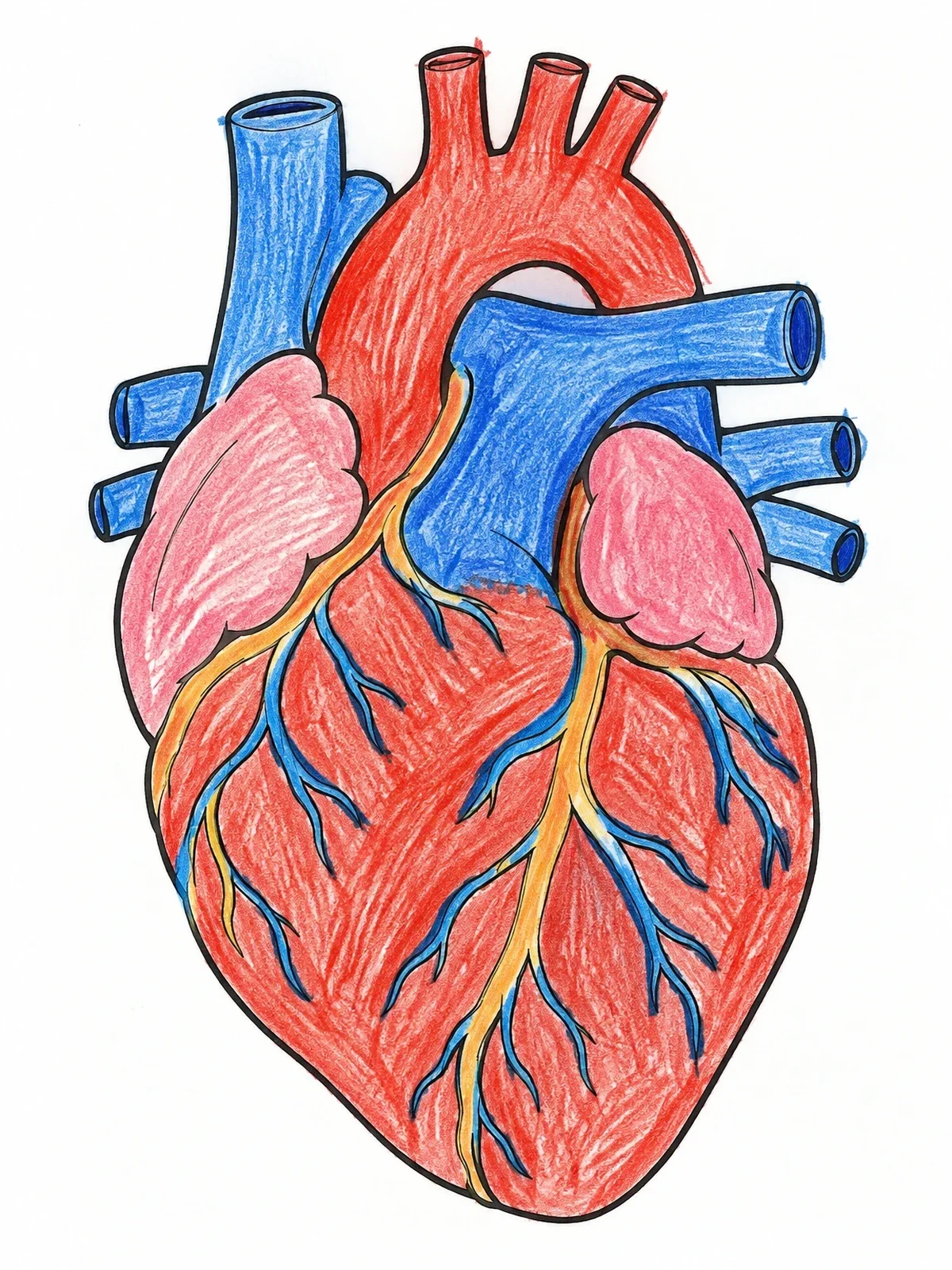 Colored example of the Anatomical Human Heart Line Art coloring page