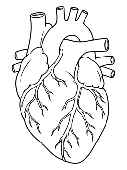 Free printable Anatomical Human Heart Line Art coloring page