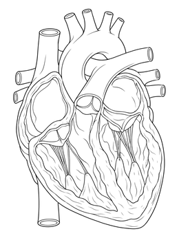 Free printable Human Heart Cross Section Diagram coloring page