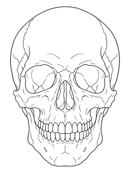 A detailed front view skull coloring page featuring realistic anatomical features and teeth.