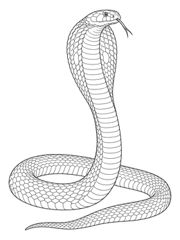 Detailed king cobra coloring page featuring a hooded snake rearing upright with its tongue out.