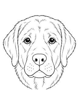 A detailed labrador retriever coloring page showing a close-up portrait of a calm dog.