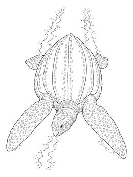 A detailed leatherback sea turtle coloring page showing the majestic marine reptile gliding through water.