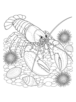 A detailed lobster coloring page showing the crustacean on pebbles with shells and sea urchins.