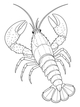 Detailed lobster coloring page showing claws, carapace, and tail fan.