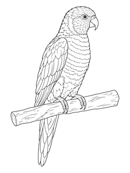 Detailed lorikeet coloring page showing a parrot perched on a straight branch.