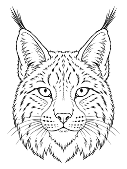 A detailed lynx coloring page showing a close-up of a wild lynx face.