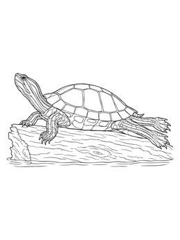 A detailed painted turtle coloring page showing the reptile basking on a floating log with extended hind legs.