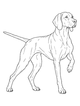 Free printable Realistic Pointing Vizsla Dog coloring page