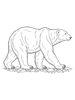 Detailed polar bear coloring page showing a muscular bear walking across small rocks.