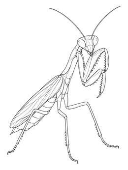 Free printable Realistic Praying Mantis Close Up coloring page