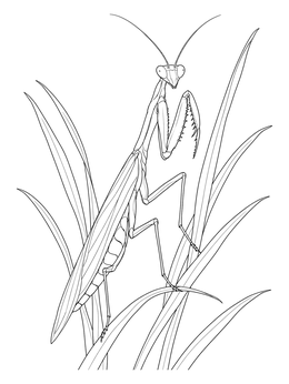 Free printable Realistic Praying Mantis In Grass coloring page
