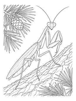 Free printable Realistic Praying Mantis On Pine Bark coloring page