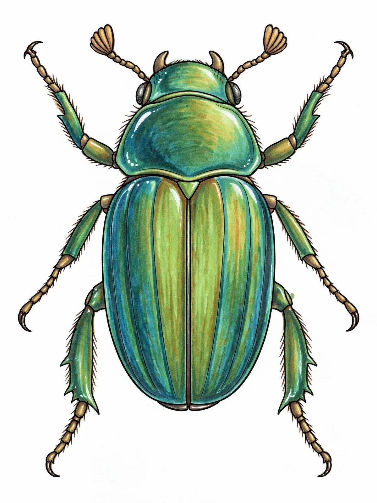 Colored example of the Realistic Scarab Beetle Dorsal View coloring page