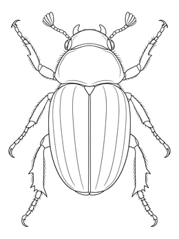 Detailed dorsal view in this scarab beetle coloring page with spread legs and striped wing covers.