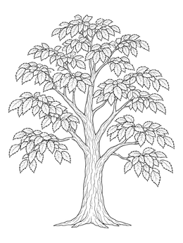 A detailed tree coloring page featuring a realistic leafy elm tree with textured bark.