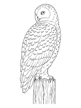 A detailed snowy owl coloring page showing the bird perched on a wooden fence post looking back.