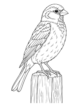 A detailed sparrow coloring page perched upright on a rustic wooden fence post.