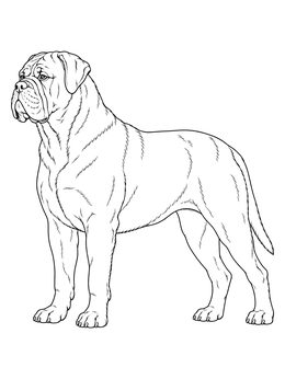 A realistic bullmastiff coloring page showing the dog standing proudly in profile.