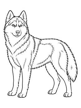 Realistic Standing Siberian Husky coloring page