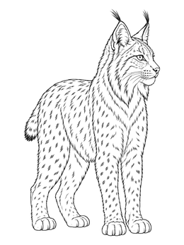 A detailed standing wild cat on this lynx coloring page with spotted fur and ear tufts.