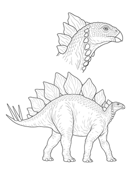 A detailed stegosaurus coloring page with full body and close-up head study.