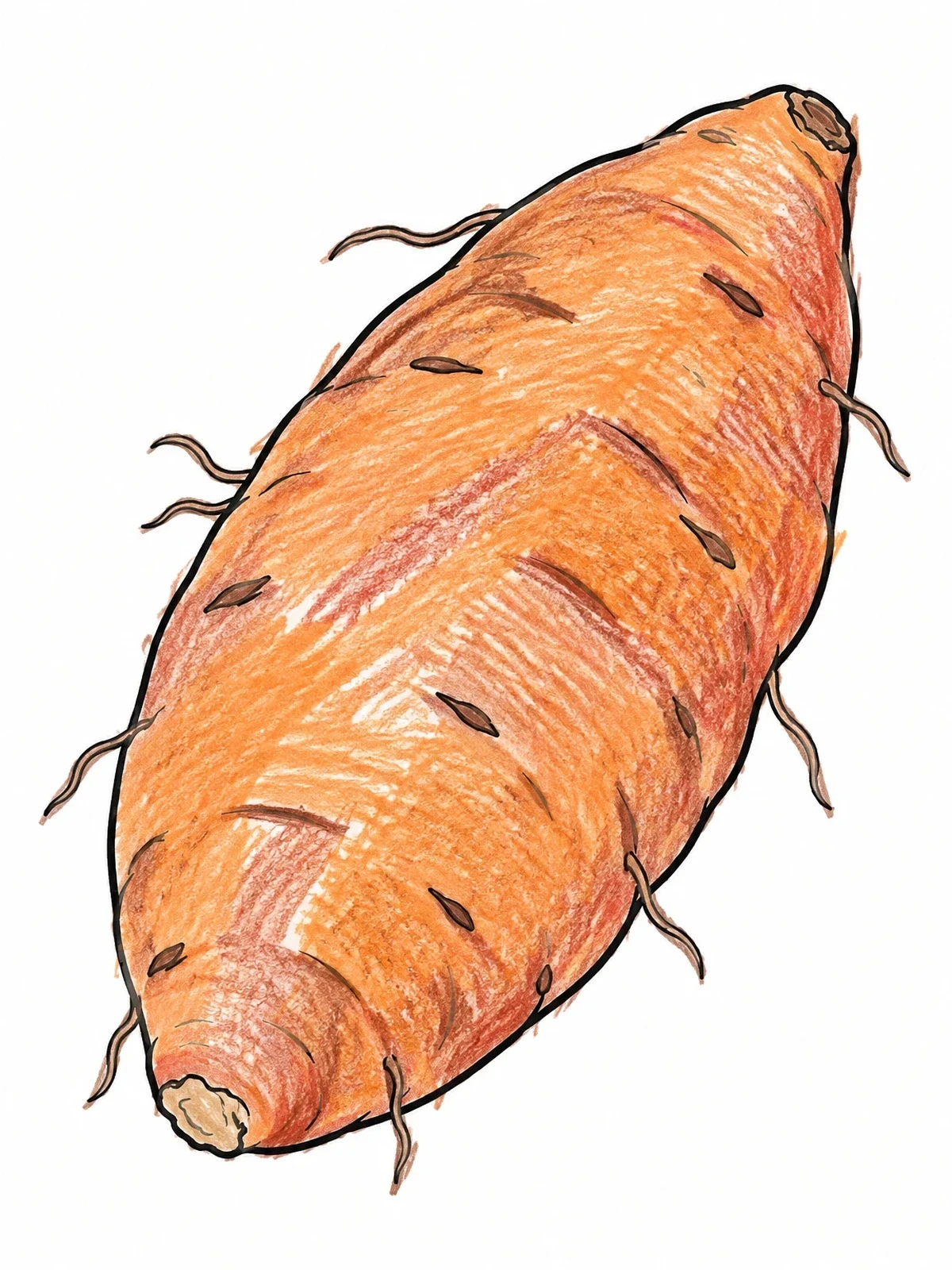 Colored example of the Realistic Sweet Potato With Roots coloring page