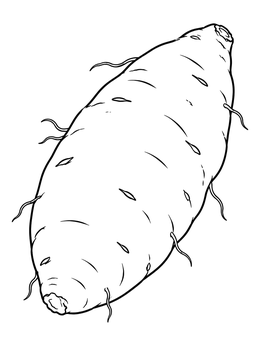 A detailed sweet potatoes coloring page showing a whole root vegetable with small sprouts.