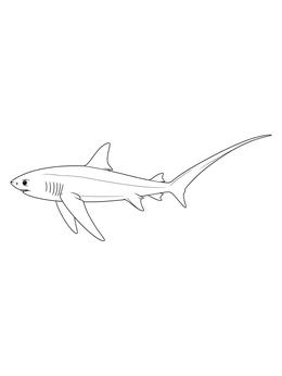 A realistic thresher shark coloring page showing its long whip-like tail in side profile.