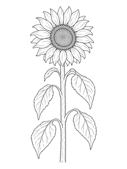 A detailed tall sunflower coloring page with a textured stem and drooping leaves.