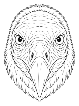 A detailed turkey vulture coloring page showing a close-up frontal view of the head.