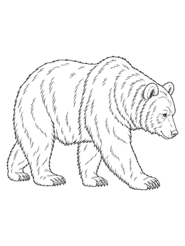 A detailed brown bear coloring page showing the animal walking in profile.