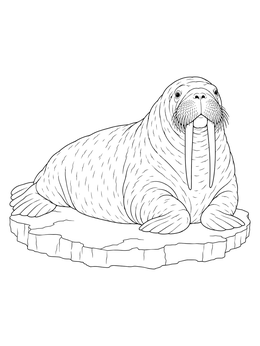 A realistic walrus coloring page resting on an arctic ice floe.