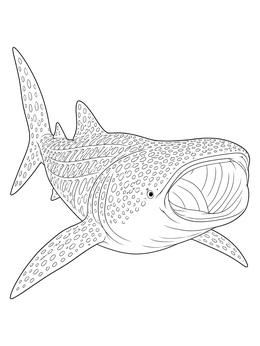 Free printable Filter Feeding Whale Shark coloring page