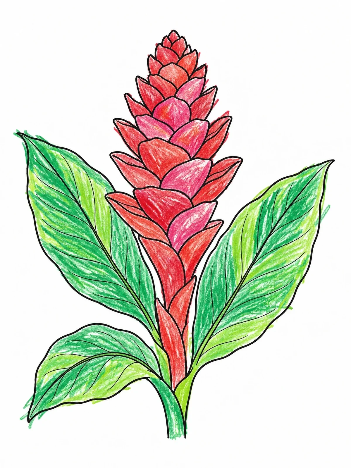 Colored example of the Blooming Red Ginger Flower coloring page