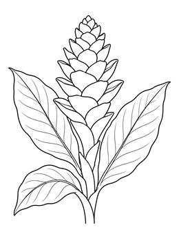 Free printable Blooming Red Ginger Flower coloring page