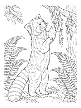 A realistic red panda coloring page showing the animal standing on hind legs by forest ferns.
