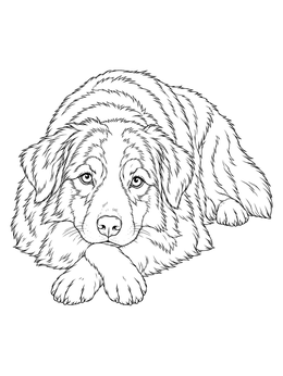 Free printable Resting Fluffy Australian Shepherd coloring page
