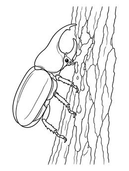 A horned rhinoceros beetle drinking sap on tree bark in this beetle coloring page.
