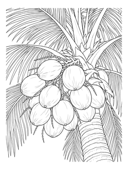 A realistic coconut coloring page showing a heavy cluster of coconuts growing beneath palm tree fronds.