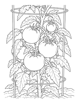 A realistic tomato coloring page featuring fresh tomatoes on leafy vines inside a wire cage.