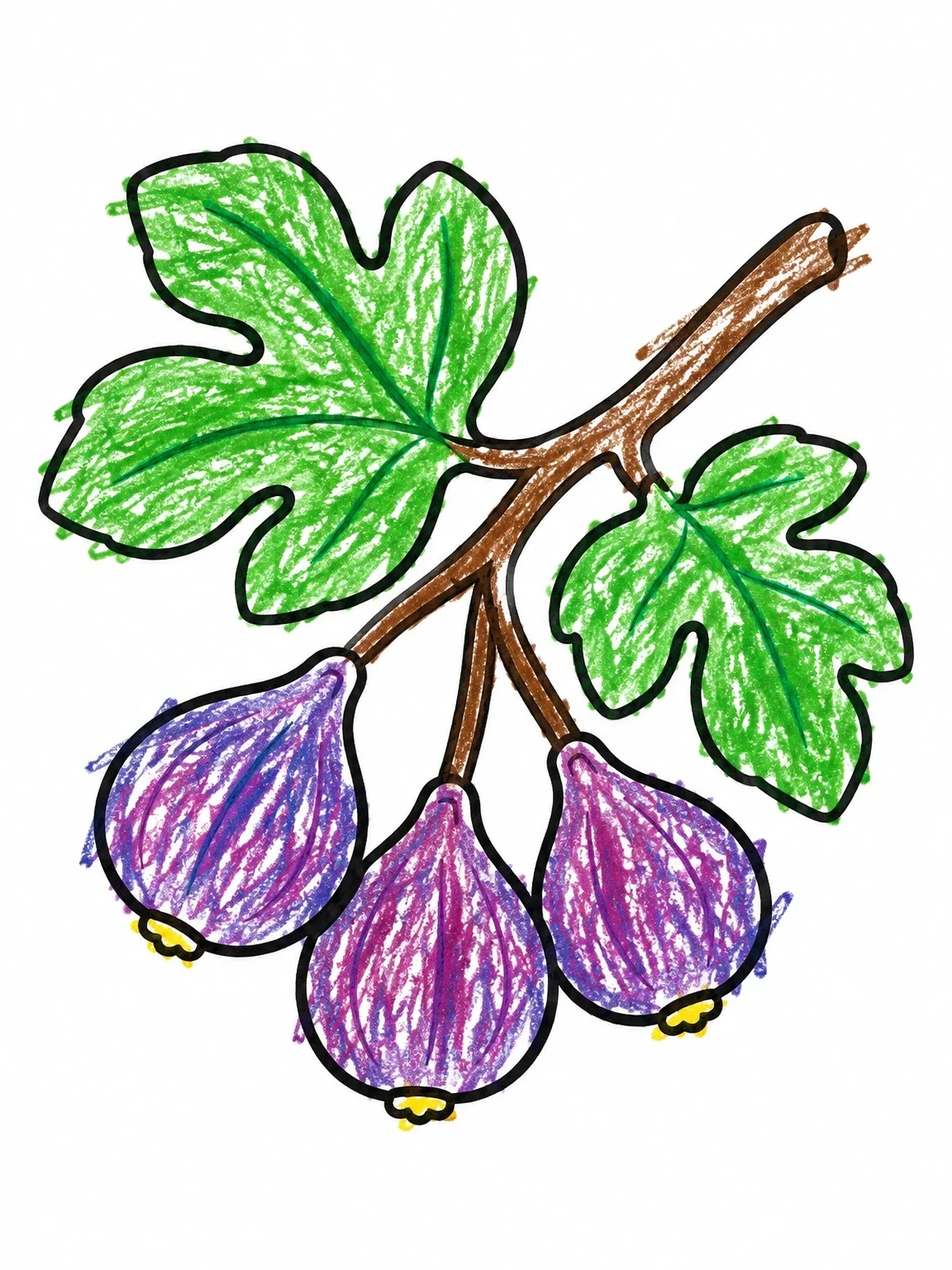 Colored example of the Ripening Figs On A Branch coloring page