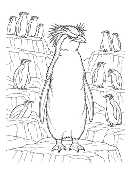 A detailed rockhopper penguin coloring page showing a colony resting across rocky coastal ledges.