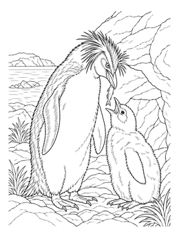 A detailed rockhopper penguin coloring page showing an adult feeding a fish to its fluffy chick.