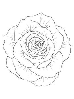 Detailed top-down view in a roses coloring page showing layered petals.