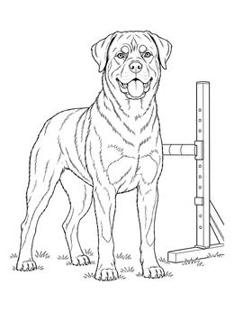 Free printable Rottweiler Standing By Agility Hurdle coloring page